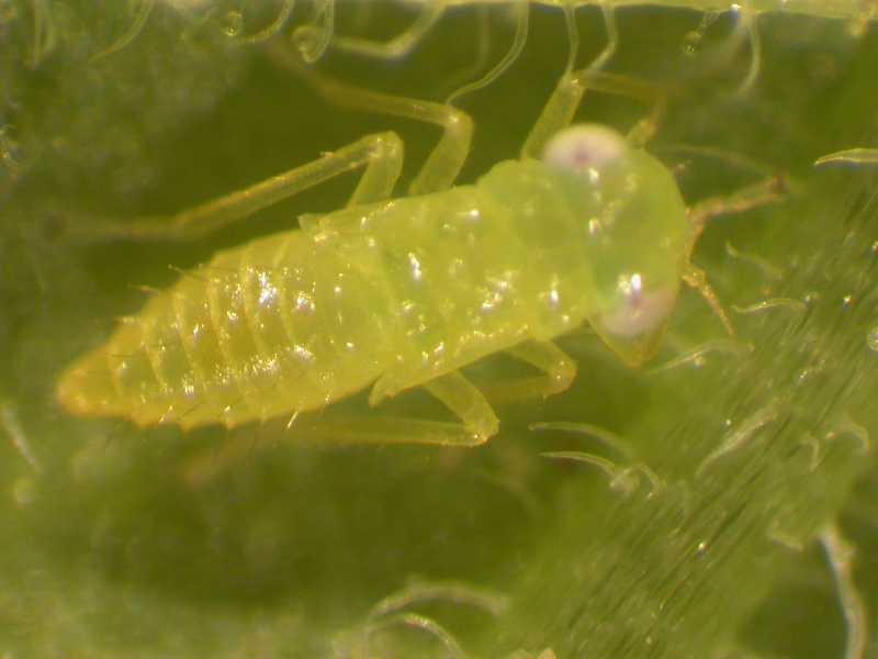 Leafhoppers and planthoppers